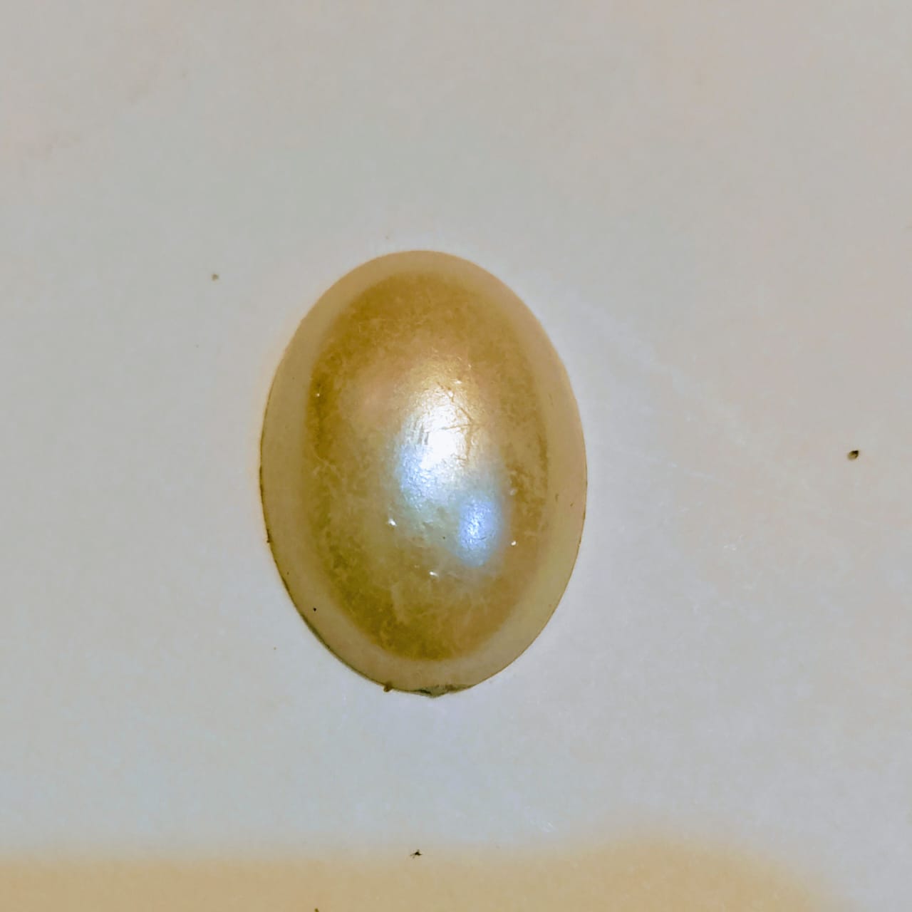 Amber (seashell) | Light Golden | Cabochon cutt