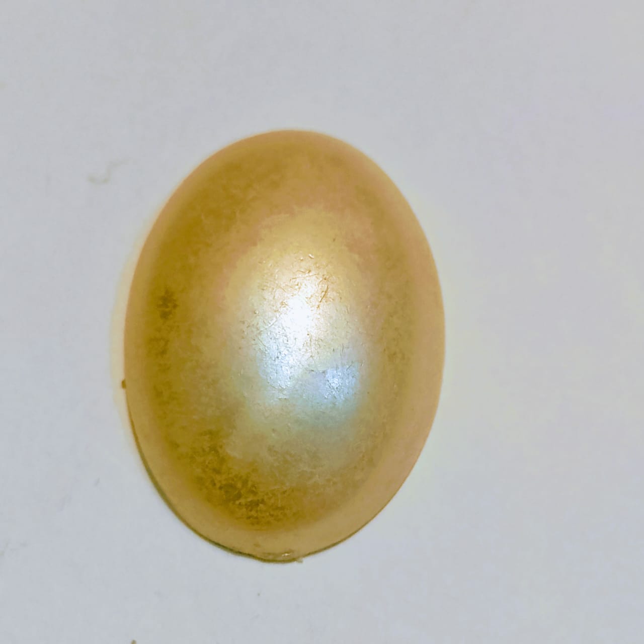 Amber (seashell) | Light Golden | Cabochon cutt