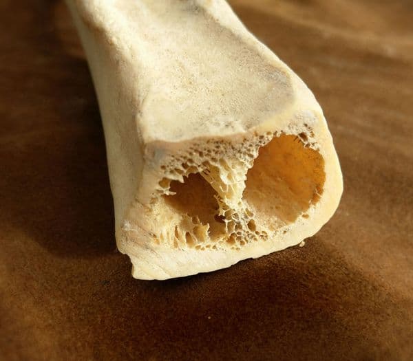 Camel Bone | Onth ki Haddi sabith piece