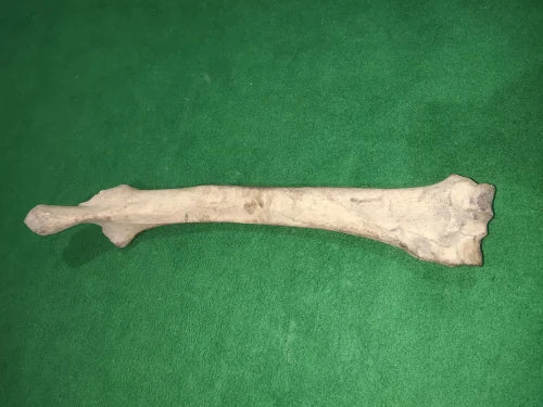 Camel Bone | Onth ki Haddi sabith piece